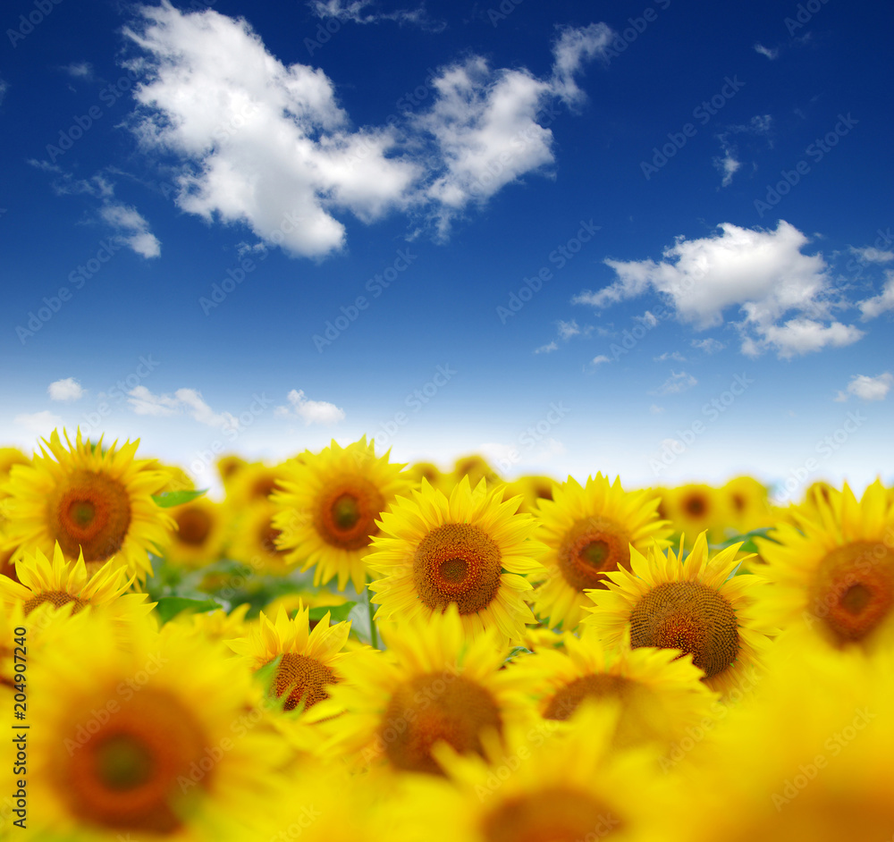 field of blooming sunflowers field of blooming sunflowers