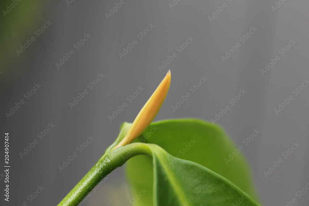 leaf, green, plant, leaves, nature, tree, macro, spring, garden, white, isolated, growth, flower, fresh, summer, foliage, herb, branch, plants, sage, natural, freshness, botany, bamboo, tea leaf, green, plant, leaves, nature, tree, macro, spring, garden, white, isolated, growth, flower, fresh, summer, foliage, herb, branch, plants, sage, natural, freshness, botany, bamboo, tea