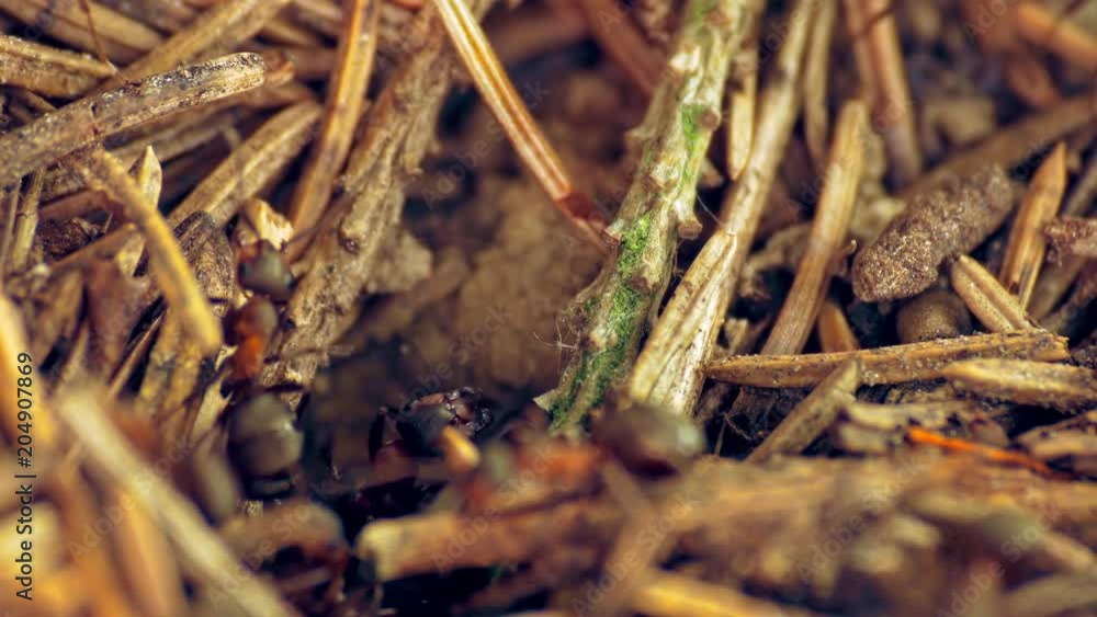 Ants nest. Fire ants crawling on the ant hill in the woods. Ants nest. Fire ants crawling on the ant hill in the woods.