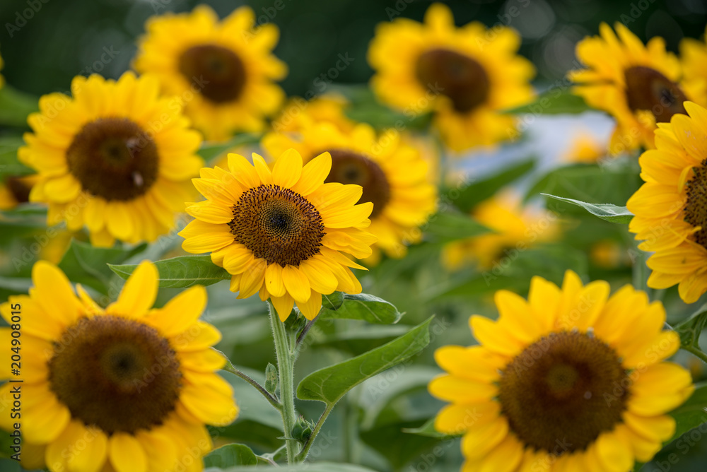 向日葵の花 向日葵の花