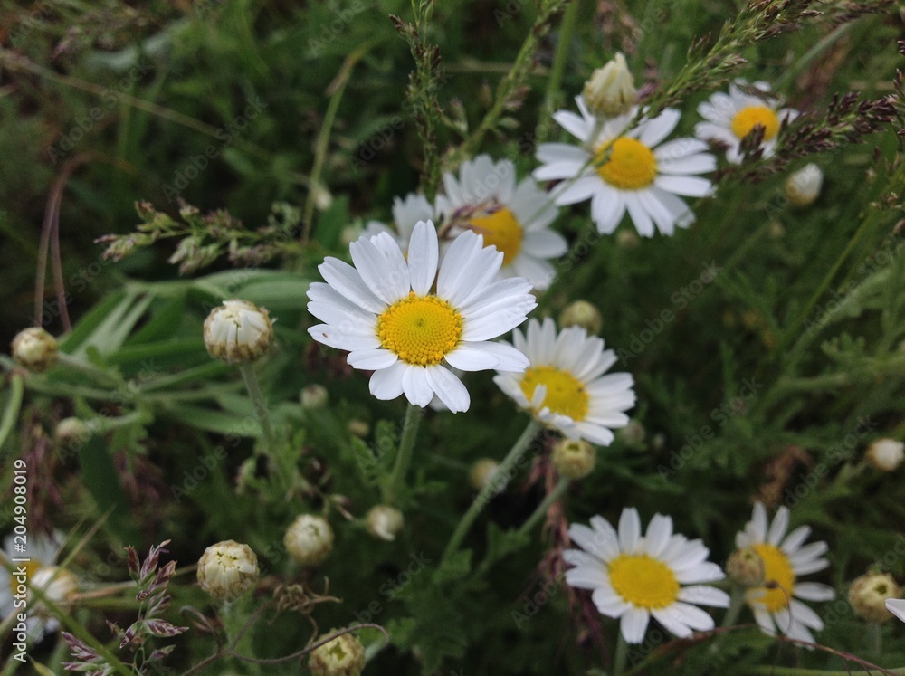 Flowers field chamomile in the grass Flowers field chamomile in the grass