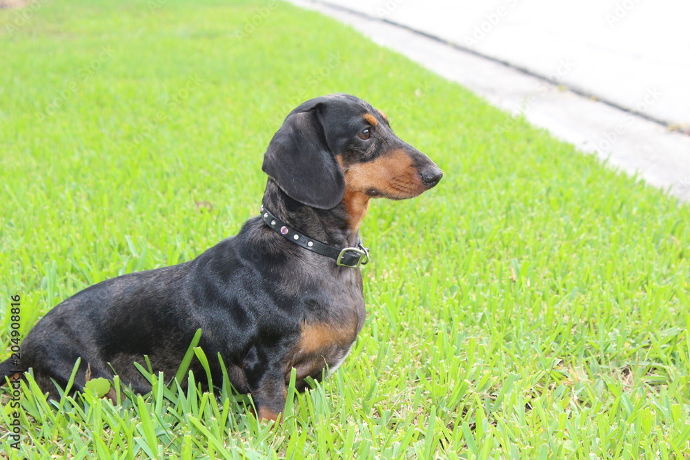 dog, pet, animal, puppy, black, dachshund, cute, doberman, canine, brown, portrait, dobermann, breed, mammal, pets, rottweiler, animals, dogs, grass, nature, purebred, head, isolated, domestic, small