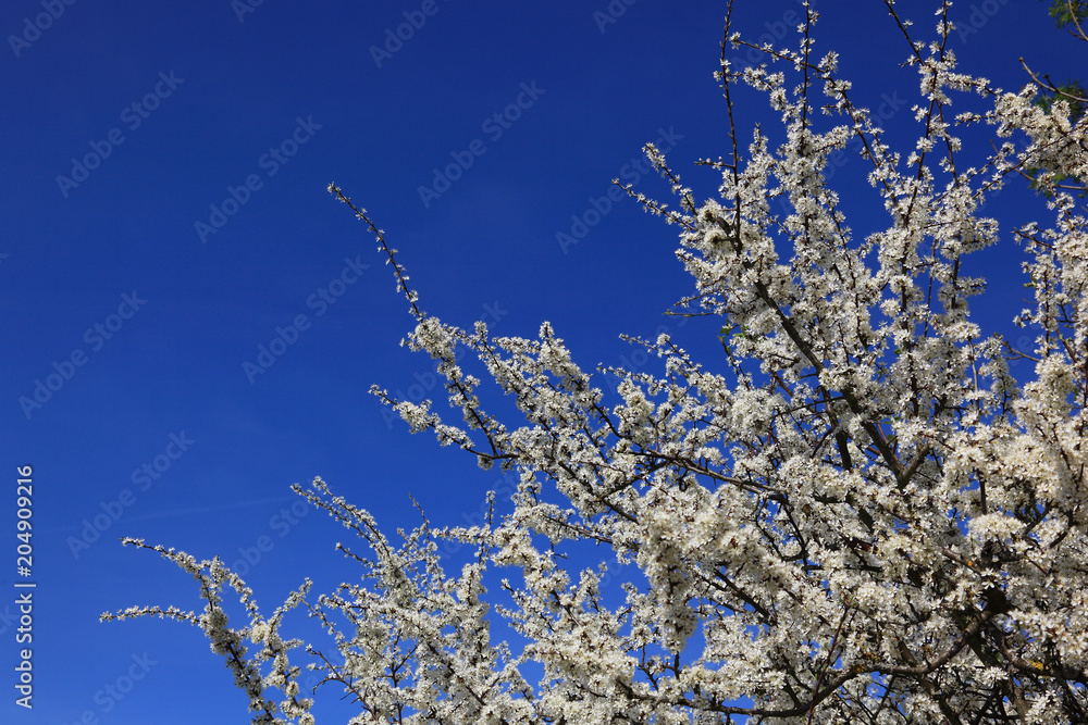 Schlehenblüte