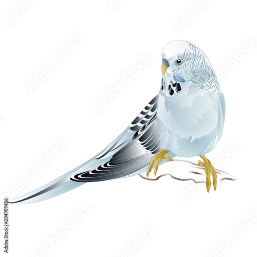 Budgerigar, blue pet parakeet  or budgie or shell parakeet home pet on a white background vintage vector illustration editable hand draw