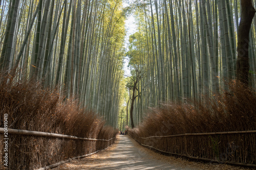京都嵐山 竹林の小径