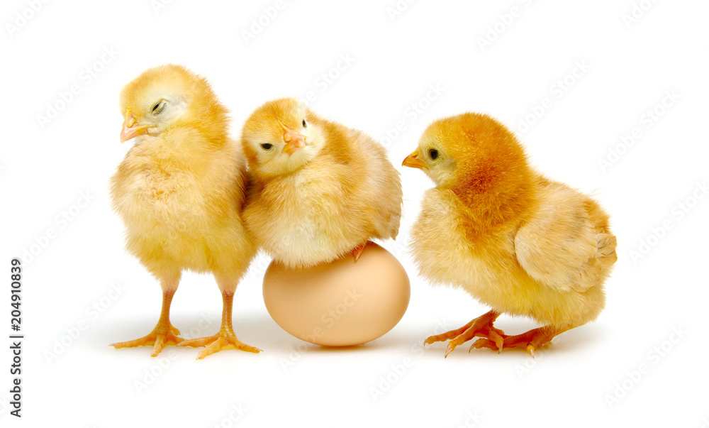 Fototapeta premium brown egg and chicks