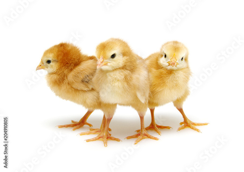  chickens isolated on white