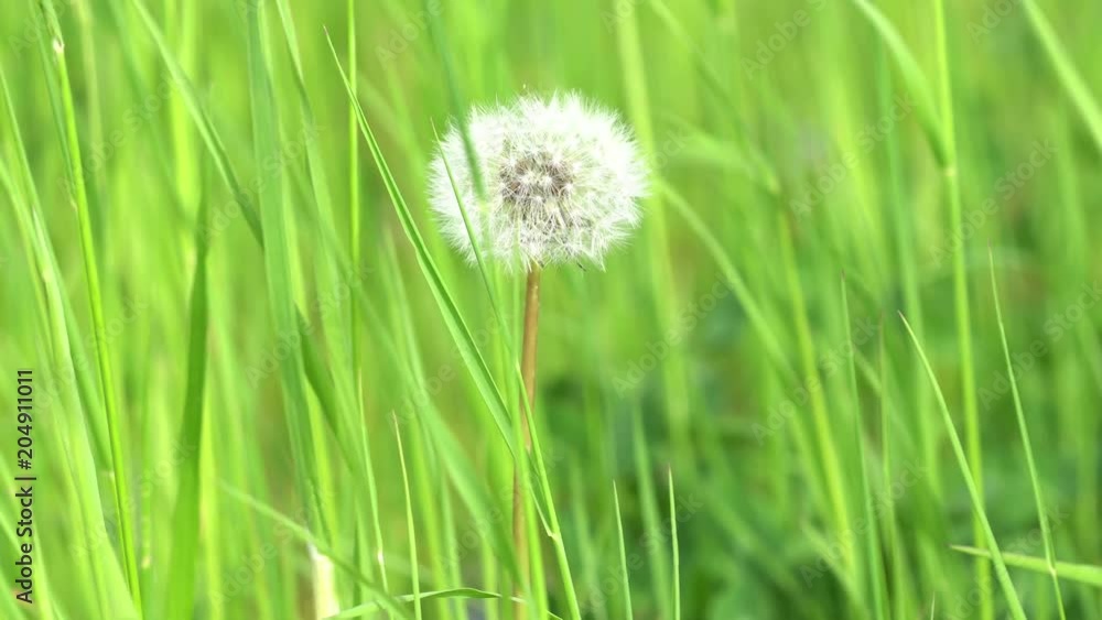 Dandelion seed head in green grass 4K Dandelion seed head in green grass 4K