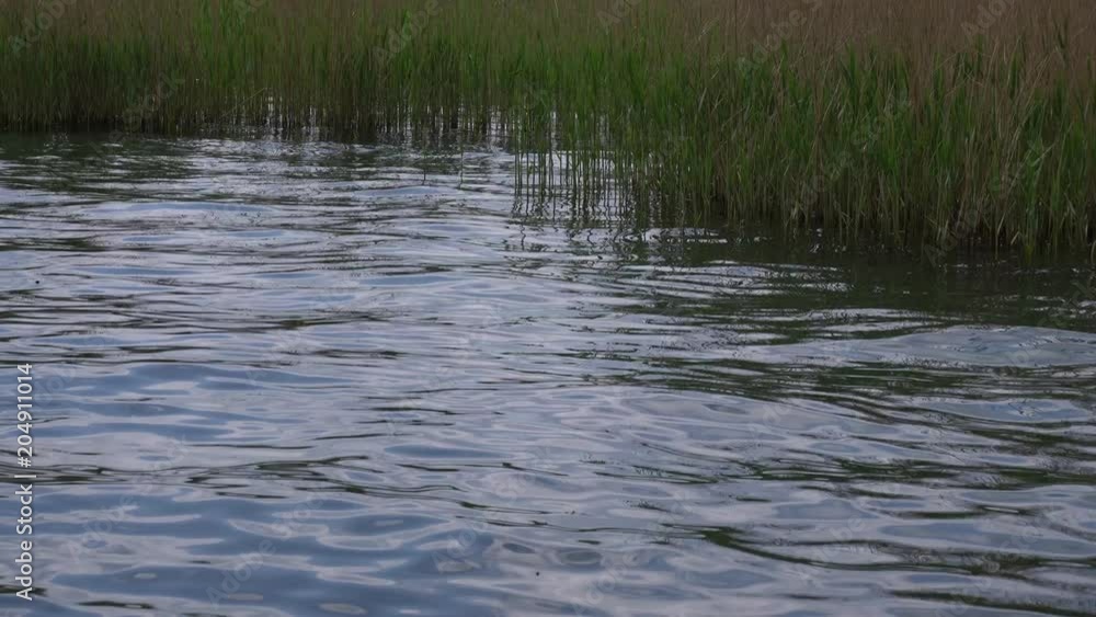 A lake and water vegetation A lake and water vegetation