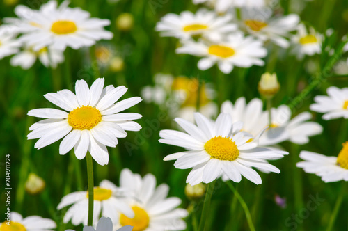 White daisy on  field