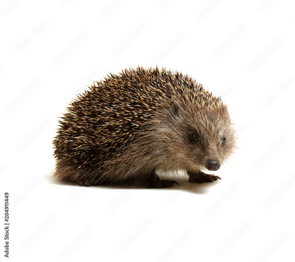 Hedgehog isolated on white Hedgehog isolated on white