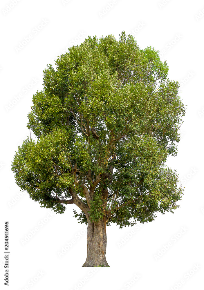 Fototapeta premium tree isolated. green tree isolated on white background.