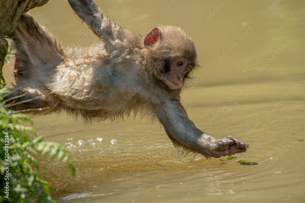 Obraz premium 葉っぱ