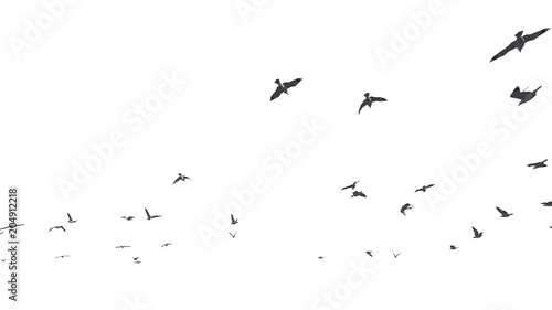 Seagulls flying against white, 4K