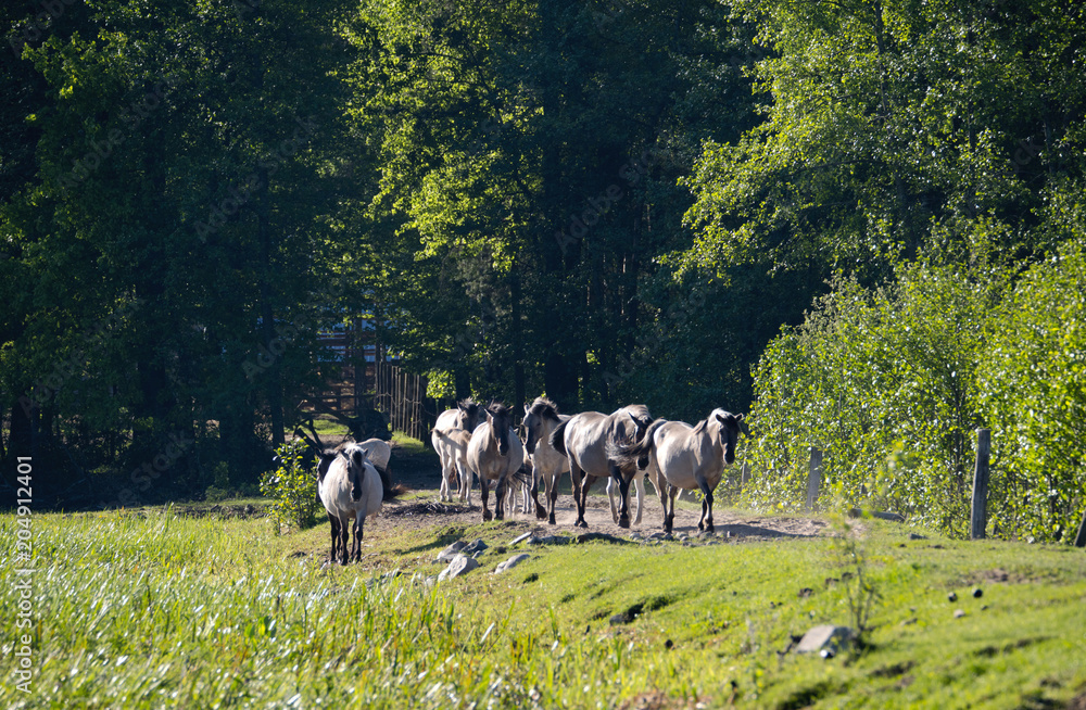 Fototapeta premium Półdzikie konie Tarpany nad rzeką Biebrzą