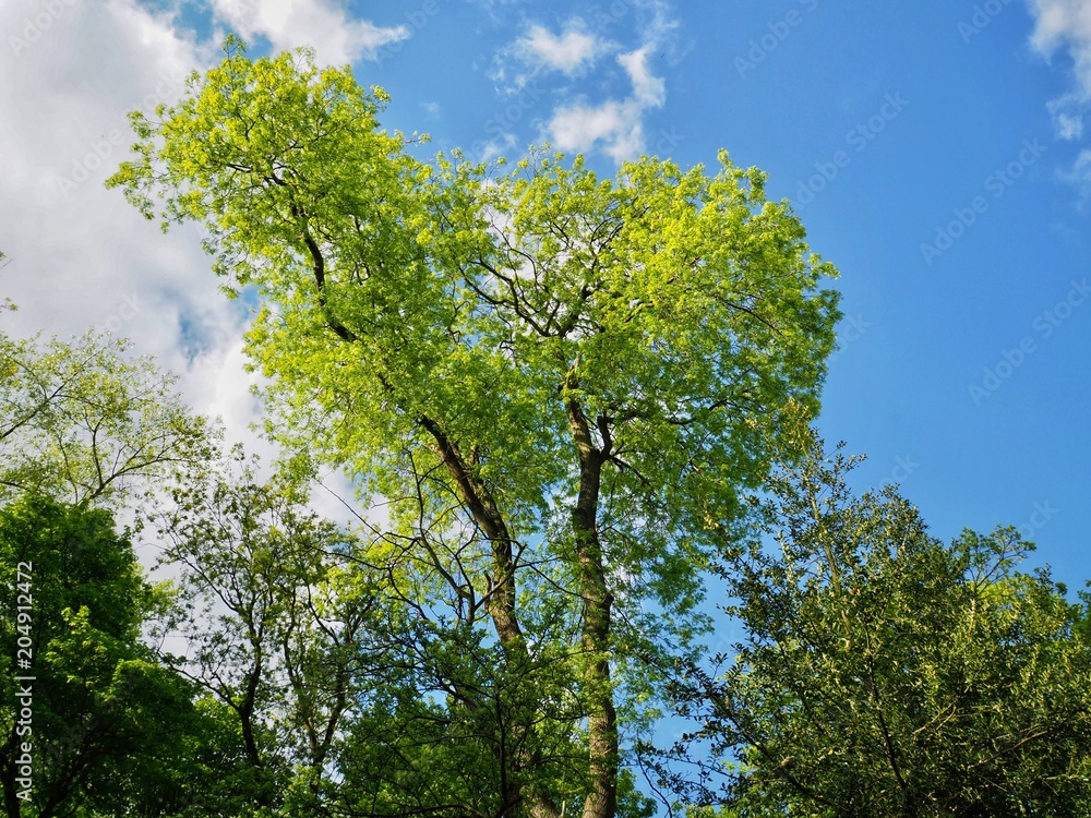 Fototapeta premium Ash Tree