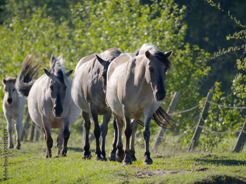 Półdzikie konie Tarpany nad rzeką Biebrzą