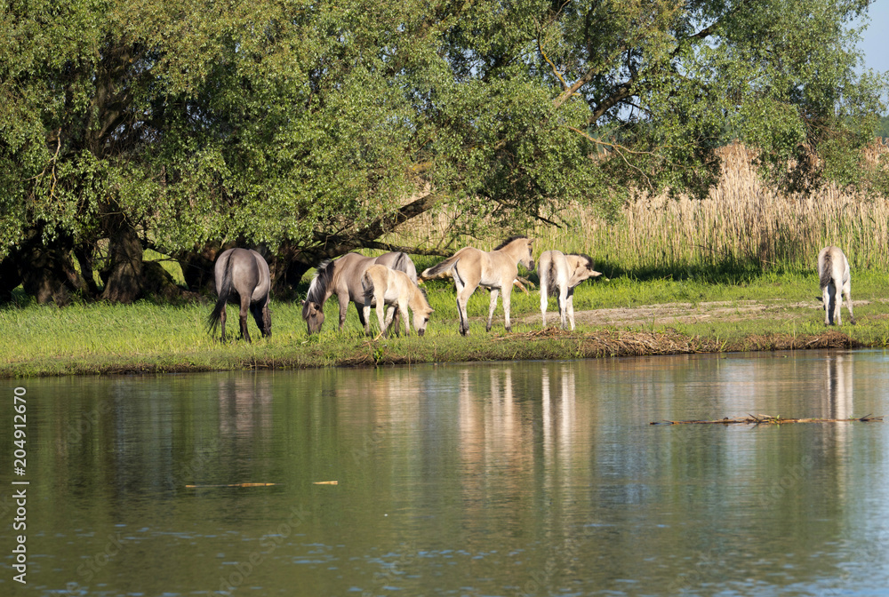 Naklejka premium Półdzikie konie Tarpany nad rzeką Biebrzą