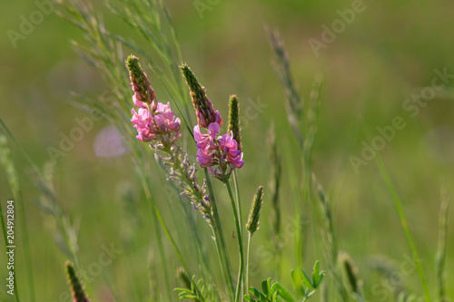 Wallpaper Mural Meadow flowers on a sunny summer day Torontodigital.ca