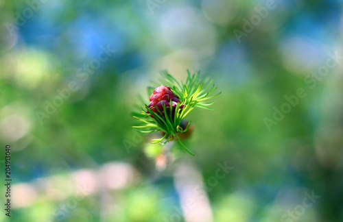 A tree of coniferous forest Larch. Larix decidua, common name European Larch © Irina
