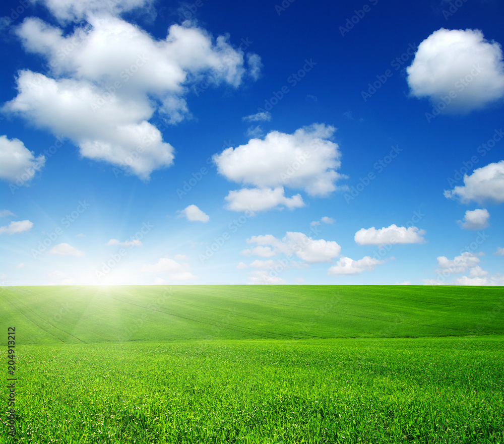 Green field and sun. Green field and sun.