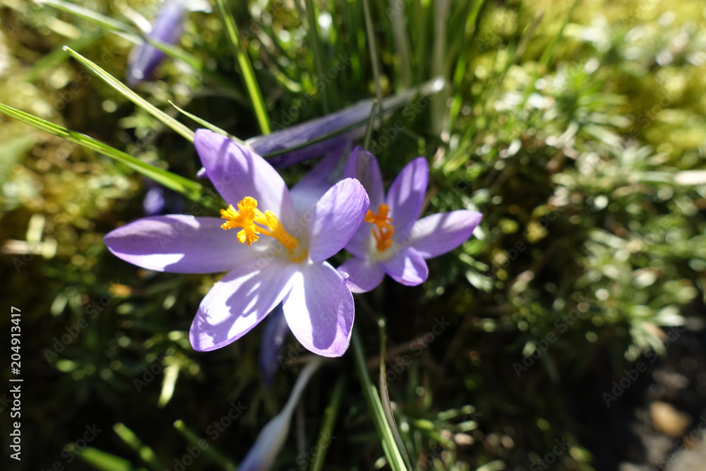 Krokusblüten im Frühling