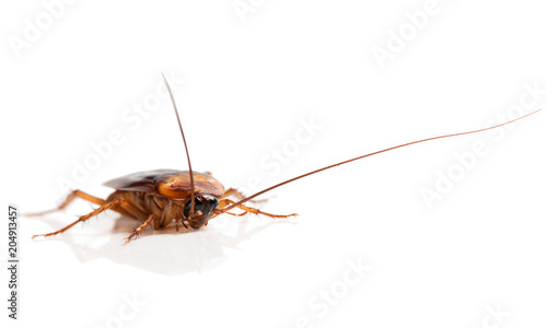 Cockroach insect, close up.