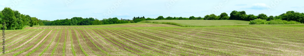 Maisfeld - Junge Pflanzen - Panorama Maisfeld - Junge Pflanzen - Panorama