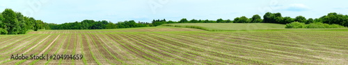 Maisfeld - Junge Pflanzen - Panorama