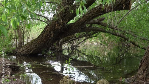 An old tree covered near the lake photo