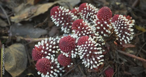 Langsdorffia (Balanophoraceae) in the rainforest. Thailand photo