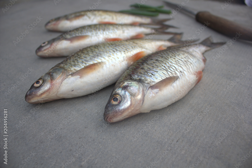 fish crucian fish crucian