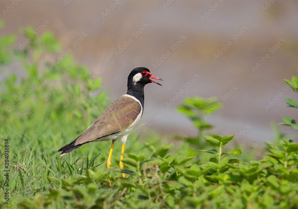 red-wattled lapwing (Vanellus indicus) of in Thailand.