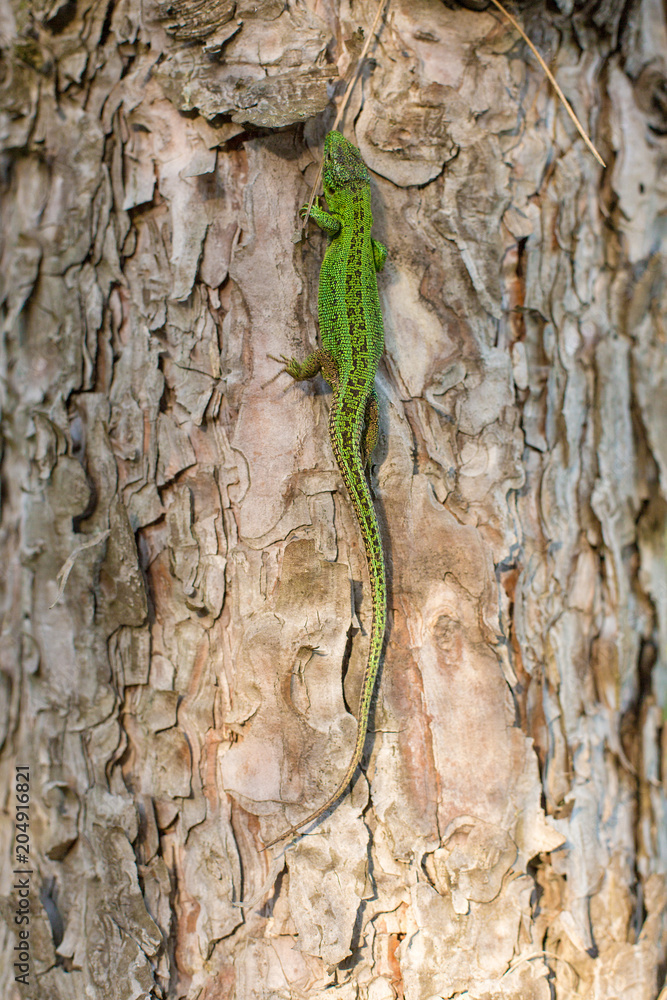 Green lizard on a tree close up Green lizard on a tree close up
