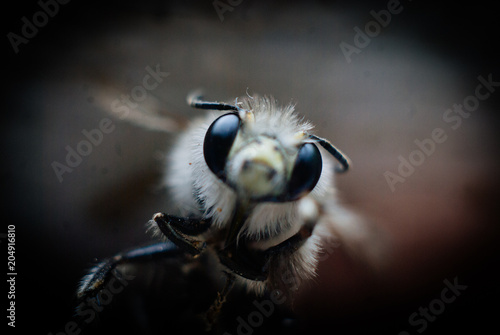 macro bee desing elements