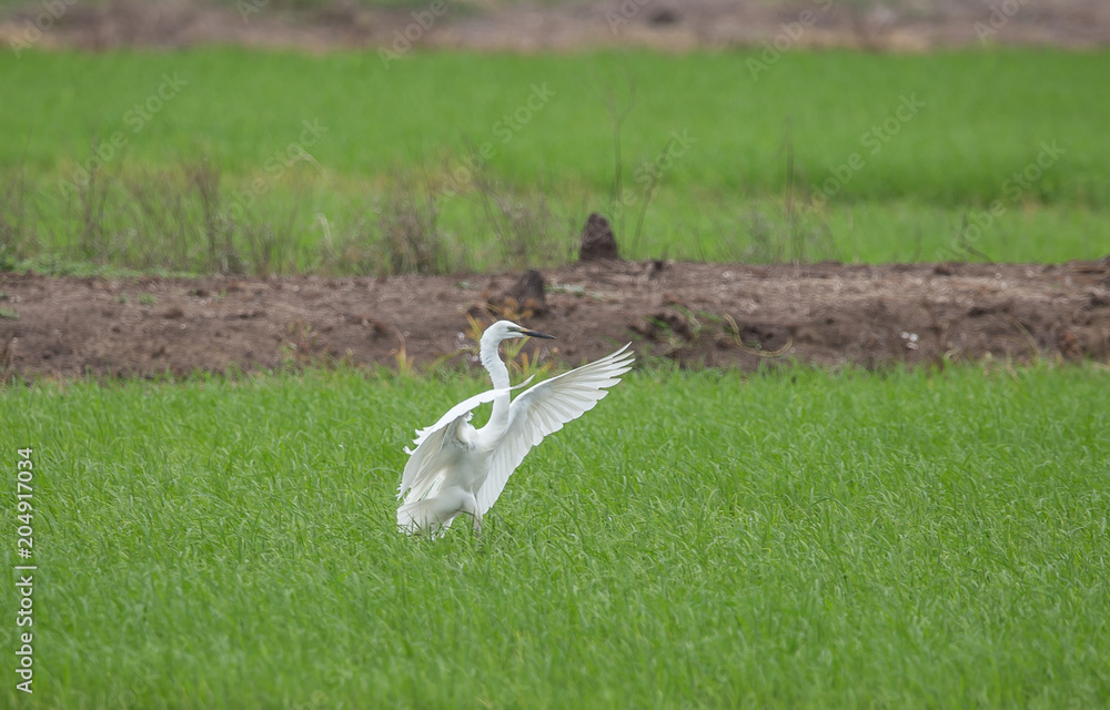 Great egret ( Ardea alba ) fly into the field of Thailand. Great egret ( Ardea alba ) fly into the field of Thailand.
