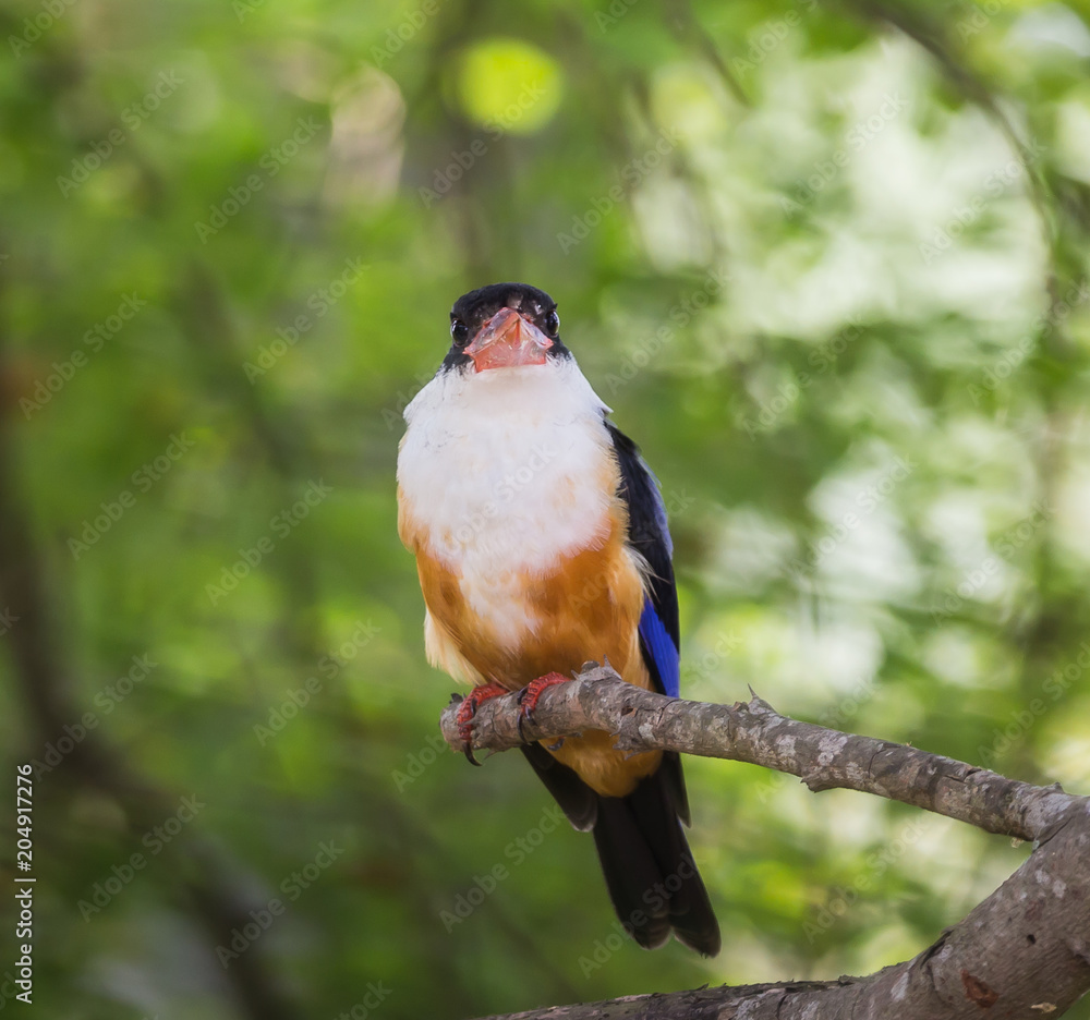 Black-capped Kingfisher (Halcyon pileata) on a branch in park. Black-capped Kingfisher (Halcyon pileata) on a branch in park.