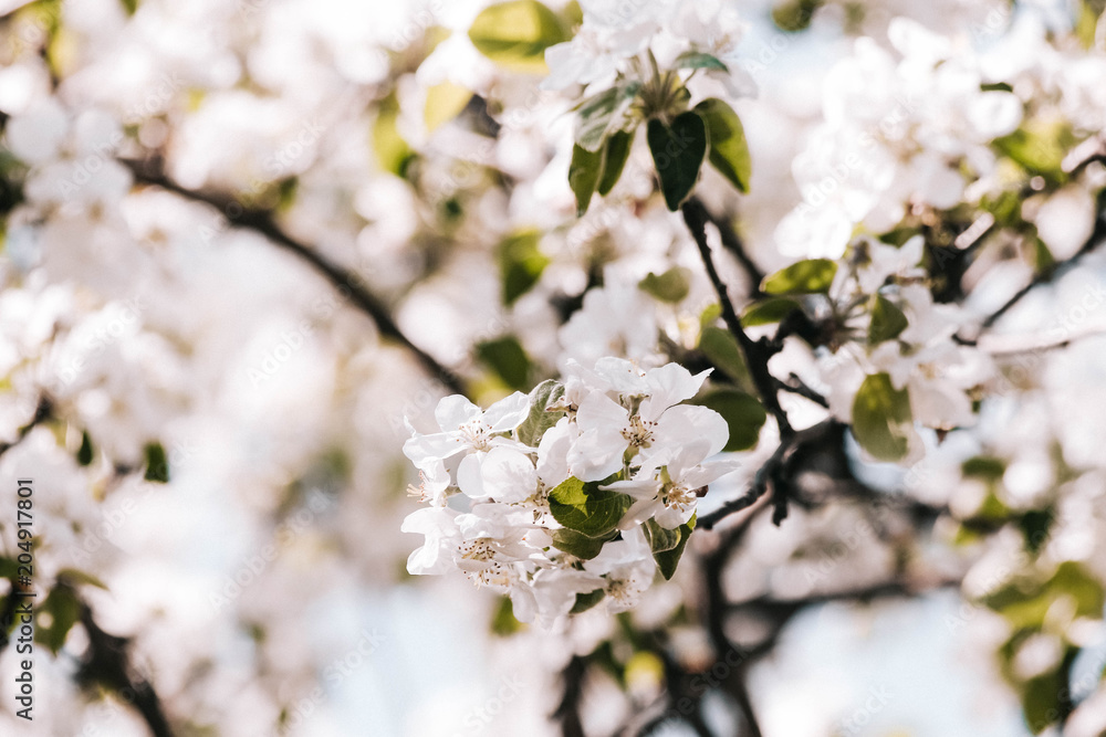 Obraz premium spring flowers