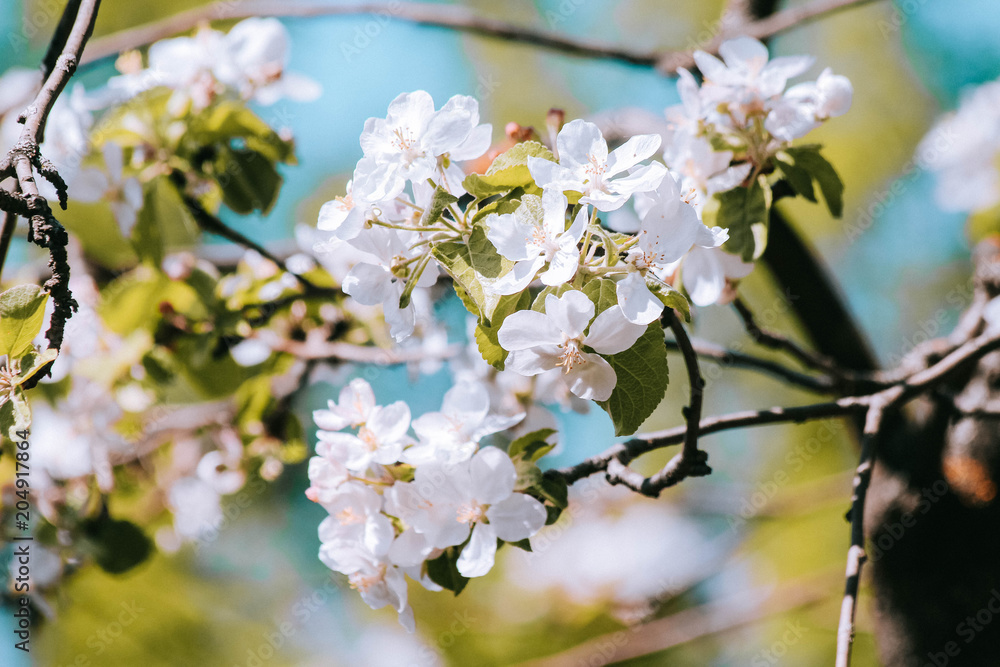 spring flowers