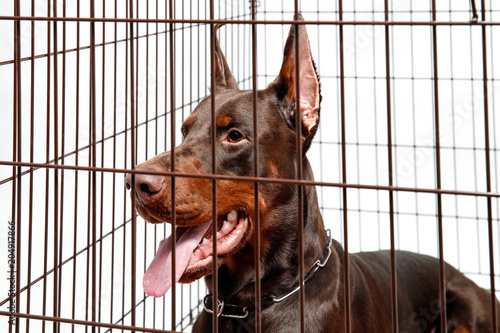 Dog in cage. Isolated background. Happy doberman lies in an iron box