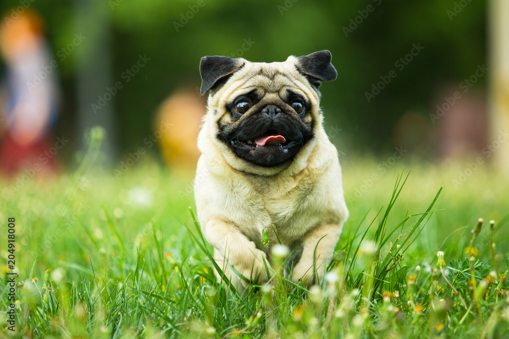 Dog Pug