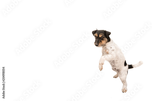 Dog is dancing on the toilet - Jack Russell Terrier