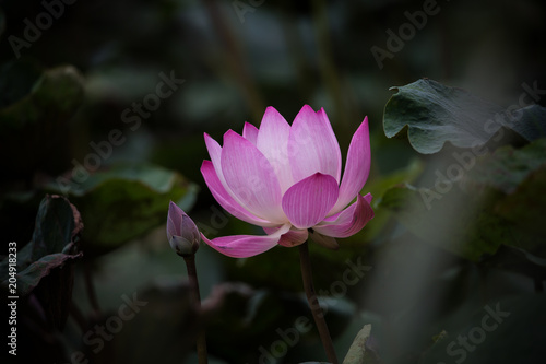 Pink lotus flower in pond.