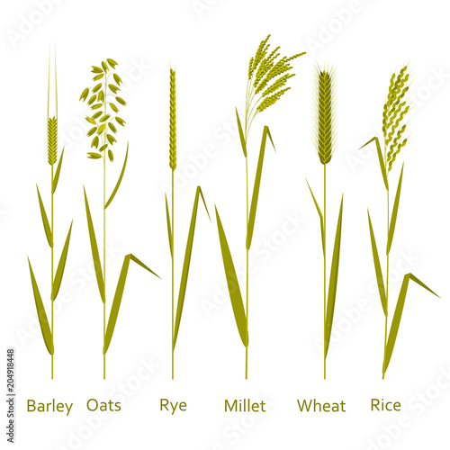 Cereals plants set. Carbohydrates sources. Vector illustration