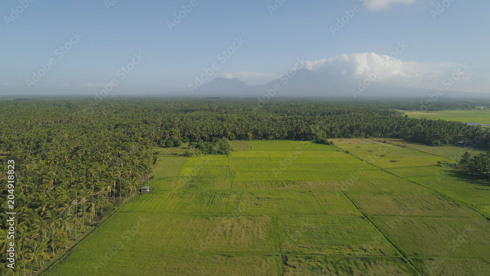 Obraz premium Aerial view of rice terraces and agricultural farm land among palm trees. Cultivation of agricultural products in mountain province. Luzon, Philippines.