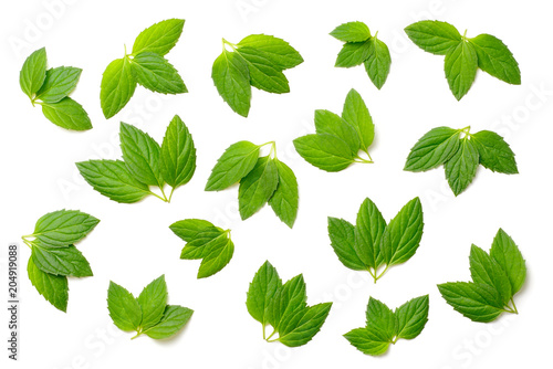collection of fresh peppermint leaves isolated on white, top view © Amy Lv