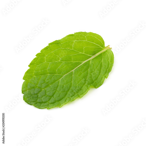 Fresh raw mint leaves isolated on white background