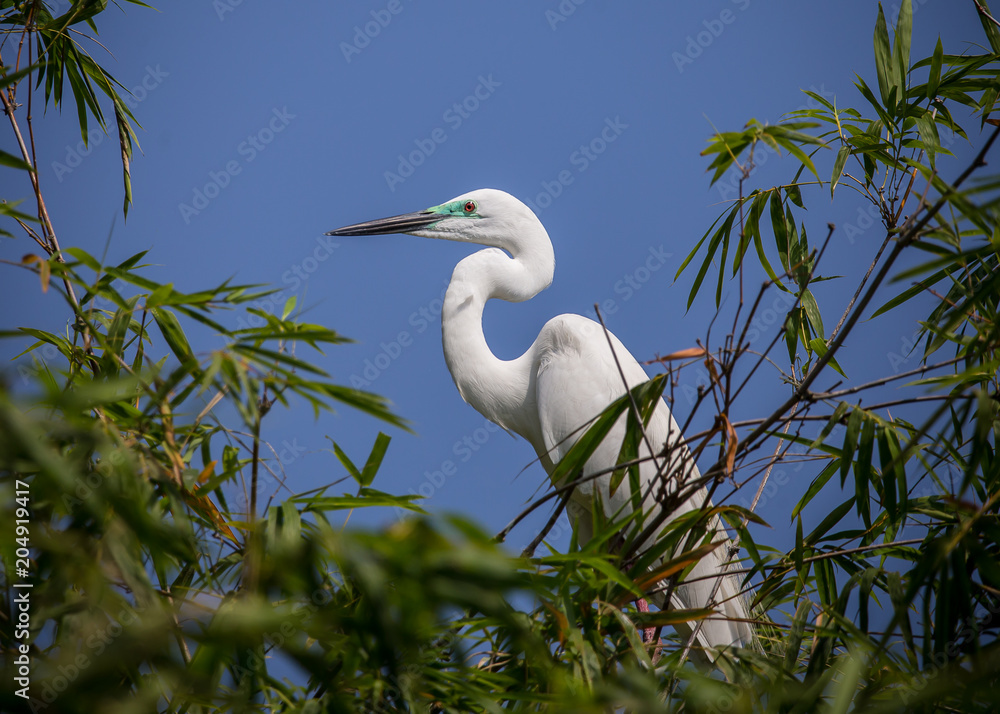 Great Egret ( Ardea alba ) bird of Thailand Great Egret ( Ardea alba ) bird of Thailand