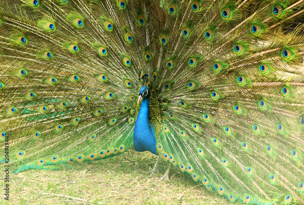 Obraz premium Close up of a beautiful peacock bird with its feathers spead out