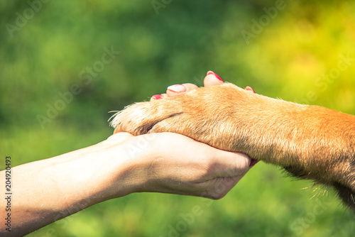 hand holding dog paw, relationship and love concept